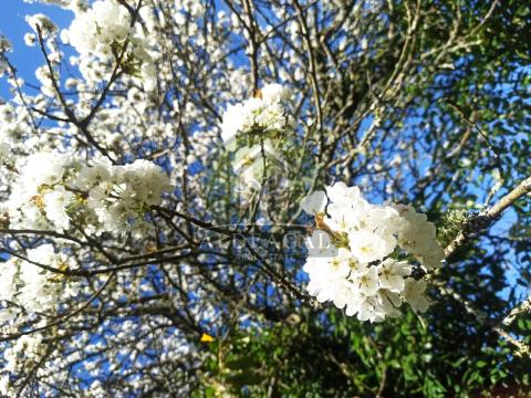 Encantadora casa de piedra reformada con finca y porche - entorno tranquilo y bien comunicado